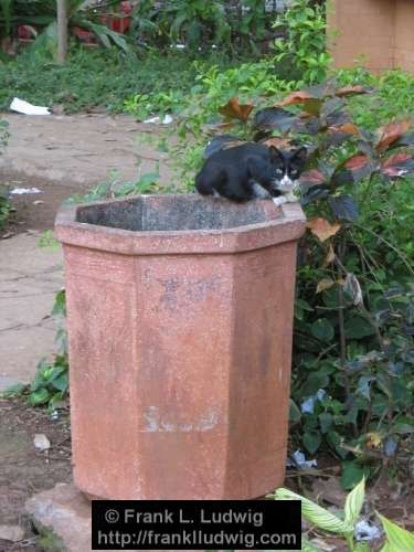 Horniman Circle Gardens, Bombay, Mumbai, India